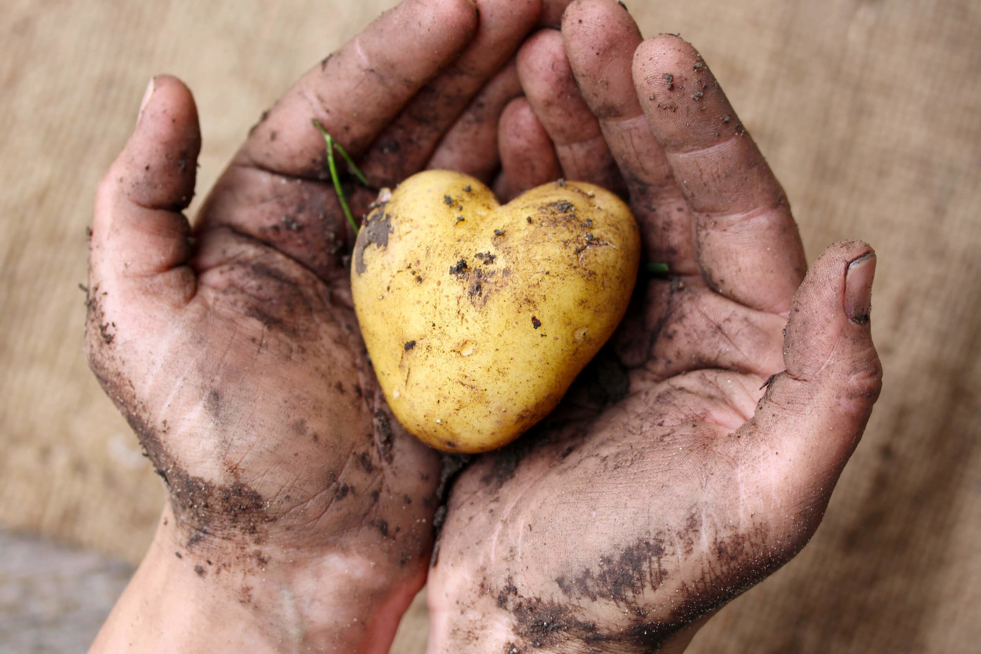 Schmützige Hände halten herzförmige Kartoffel